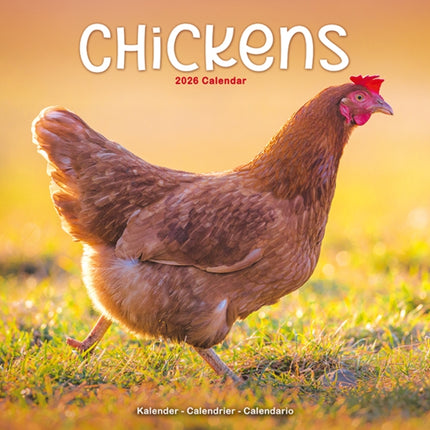 Chickens Calendar 2026  Square Farm Animals