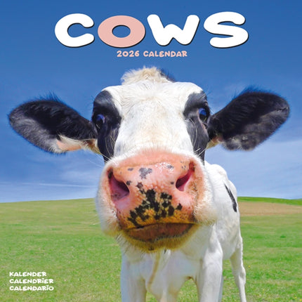 Cows Calendar 2026  Square Farm Animal Wall