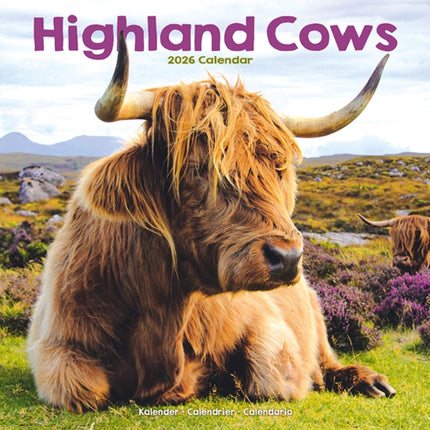 Highland Cows Calendar 2026  Square Animal Wall