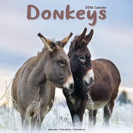Donkeys Calendar 2026  Square Animal Wall