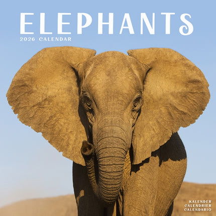 Elephants Calendar 2026  Square Wildlife Safari