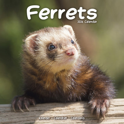 Ferrets Calendar 2026  Square Animal Wall