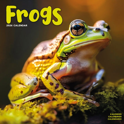 Frogs Calendar 2026  Square Animal Wall Calendar