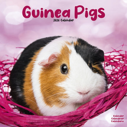 Guinea Pigs Calendar 2026  Square Animal Wall
