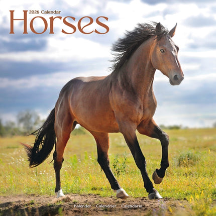 Horses Calendar 2026  Square Horses Wall Calendar