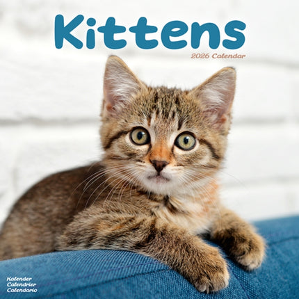 Kittens Calendar 2026  Square Cats Wall Calendar