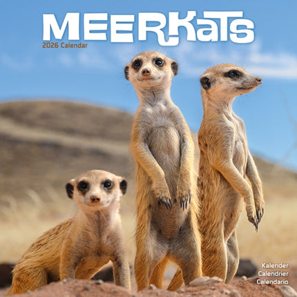 Meerkats Calendar 2026  Square Wildlife Safari