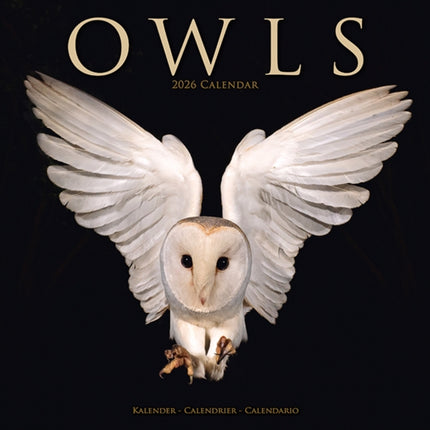 Owls Calendar 2026  Square Birds Wall Calendar