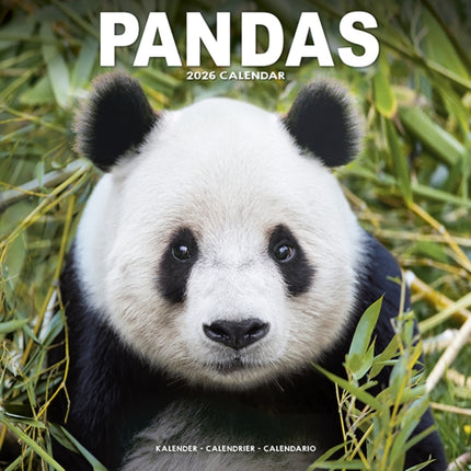 Panadas Calendar 2026  Square Animal Wall