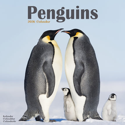 Penguins Calendar 2026  Square Animal Wall