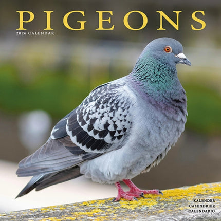 Pigeons Calendar 2026  Square Birds Wall Calendar