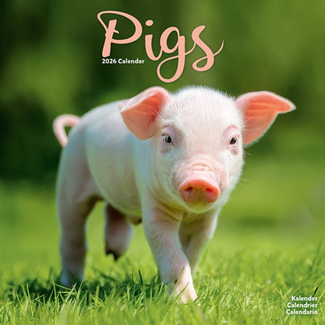 Pigs Calendar 2026  Square Farm Animal Wall