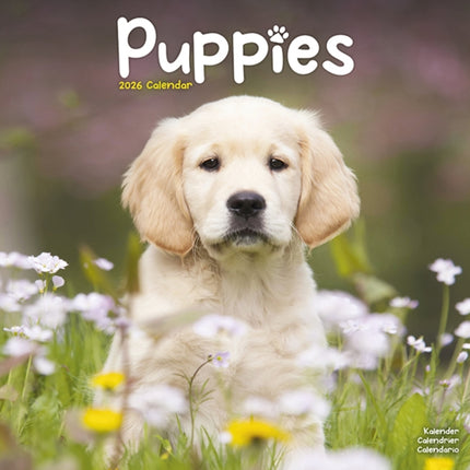Puppies Calendar 2026  Square Animal Wall