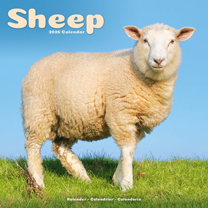 Sheep Calendar 2026  Square Farm Animal Wall