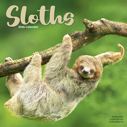 Sloths Calendar 2026  Square Animal Wall Calendar