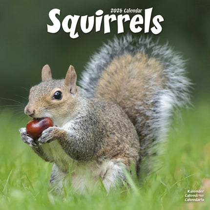 Squirrels Calendar 2026  Square Animal Wall