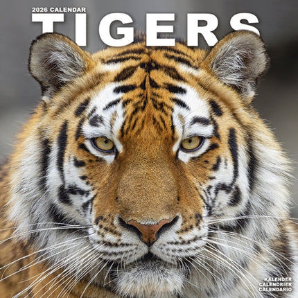 Tigers Calendar 2026  Square Wildlife Safari Big