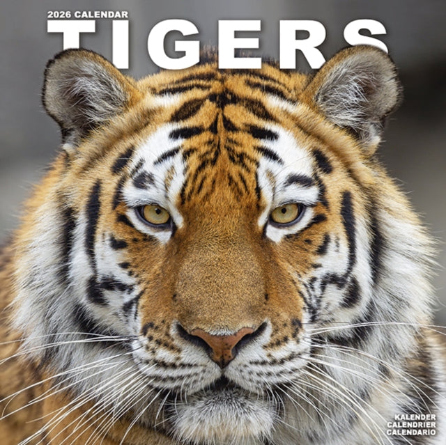Tigers Calendar 2026  Square Wildlife Safari Big