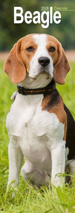 Beagle Slim 2026 Wall Calendar Calendar 2024  Dog