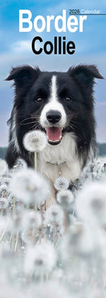 Border Collie Slim Calendar 2026  Dog Breed