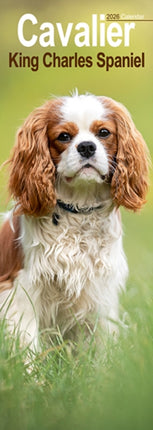 Cavalier King Charles Slim Calendar 2026  Dog