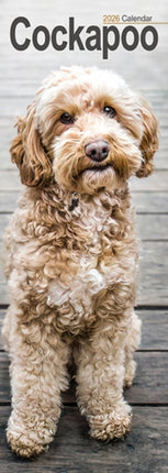 Cockapoo Slim Calendar 2026  Dog Breed Slimline
