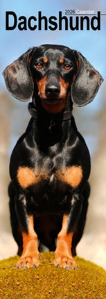 Dachshund Slim Calendar 2026  Dog Breed Slimline