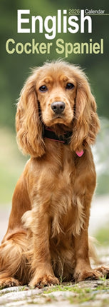 English Cocker Spaniel  Slim Calendar 2026  Dog