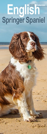 English Springer Spaniel  Slim Calendar 2026  Dog