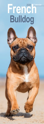 French Bulldog Slim Calendar 2026  Dog Breed