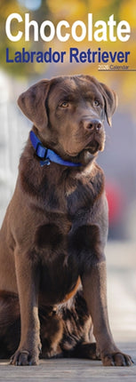 Chocolate Labrador Retriever Slim Calendar 2026