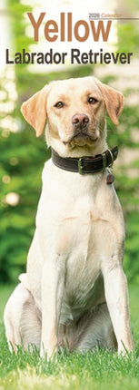 Yellow Labrador Retriever Slim Calendar 2026  Dog