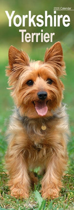 Yorkshire Terrier Slim Calendar 2026  Dog Breed