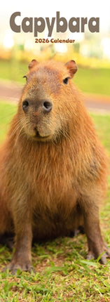 Capybara Slim Calendar 2026  Cute Slimline