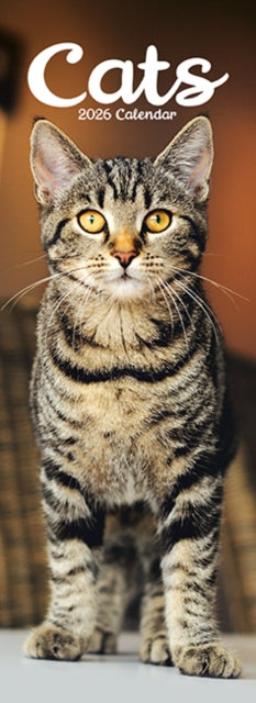 Cats Slim Calendar 2026  Cute Slimline Calendar
