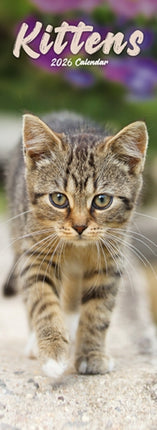 Kittens Slim Calendar 2026  Cute Slimline