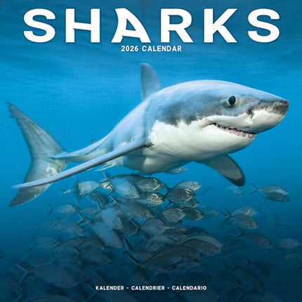 Sharks Calendar 2026  Square Animal Wall Calendar