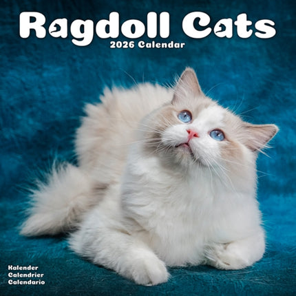 Cats  Ragdoll Calendar 2026  Square Cat Wall