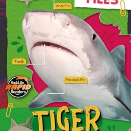 Tiger Shark