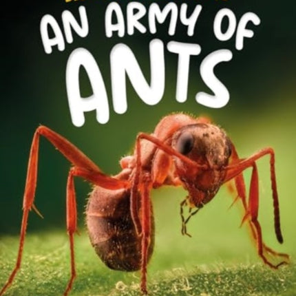 Discovering Insects An Army of Ants