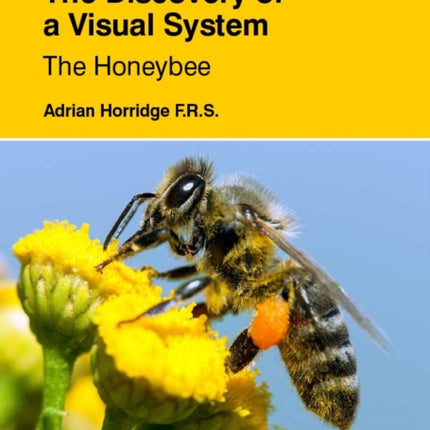 The Discovery of a Visual System The Honeybee