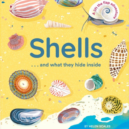 Shells... and what they hide inside