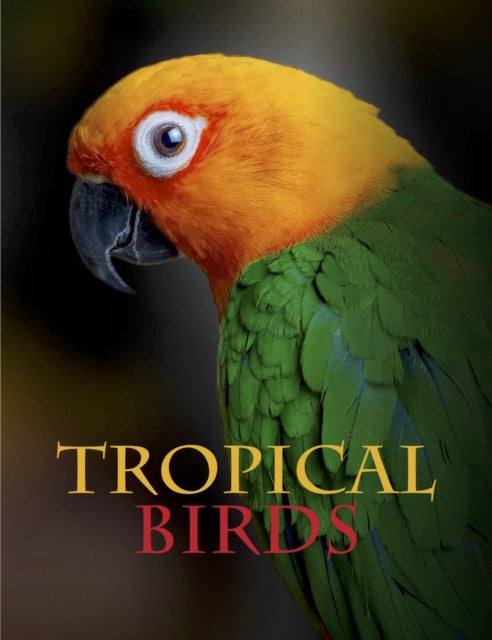 Tropical Birds