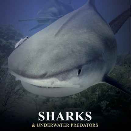 Sharks and Underwater Predators