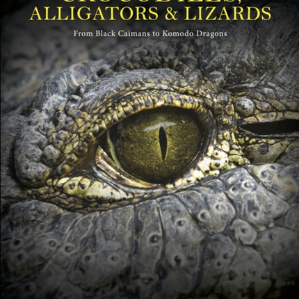 Crocodiles Alligators  Lizards