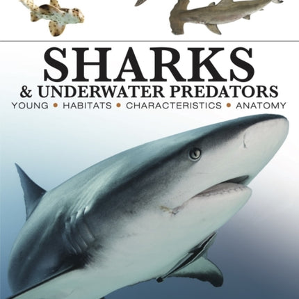 Sharks  Underwater Predators