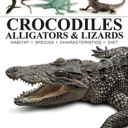 Crocodiles Alligators  Lizards