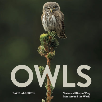Owls