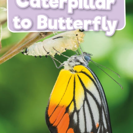 Caterpillar to Butterfly