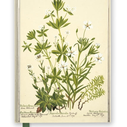 RBGE: Charlotte Cowan Pearson: Stitchworts, Woodruff and Pepperwort (Foiled Journal)